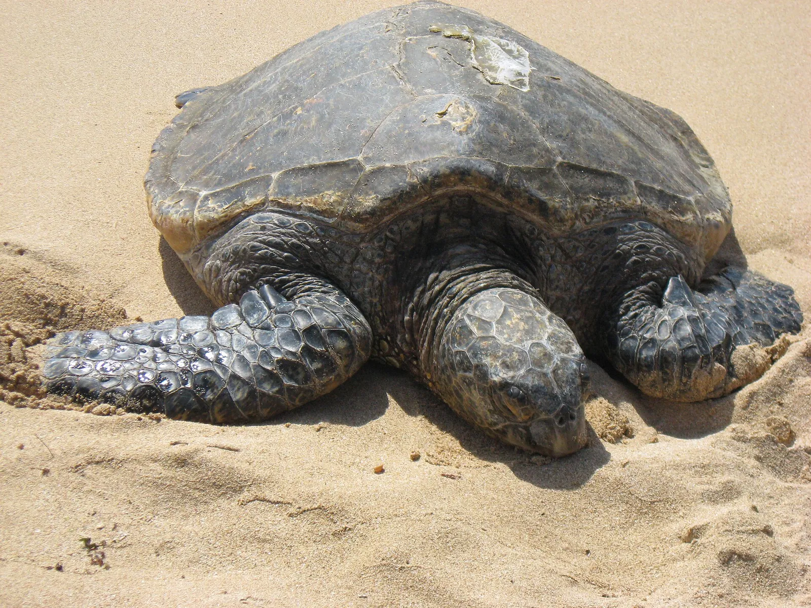 砂浜で休むアオウミガメ