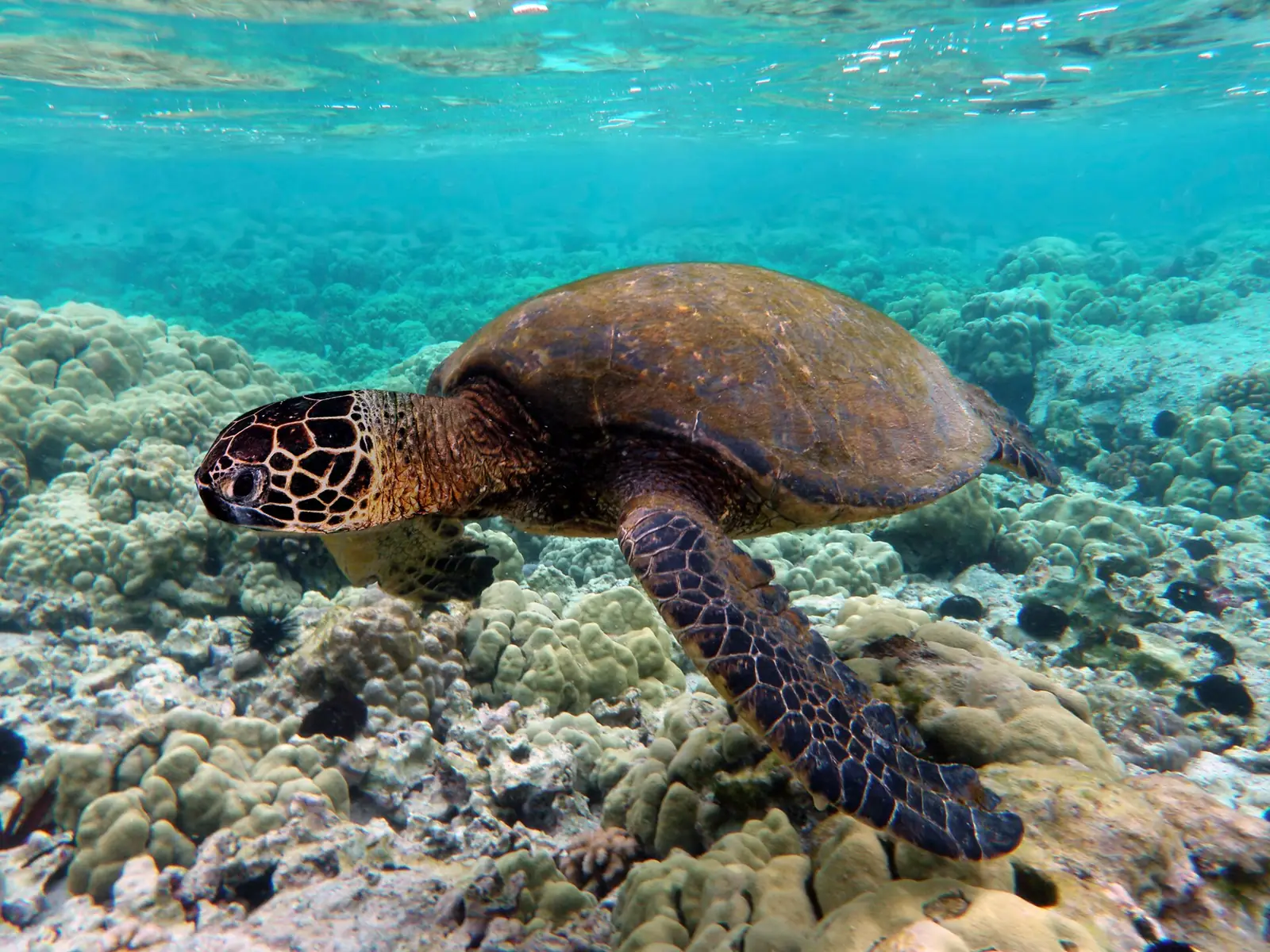 ハワイ島コナのサンゴ礁の上を泳ぐアオウミガメ