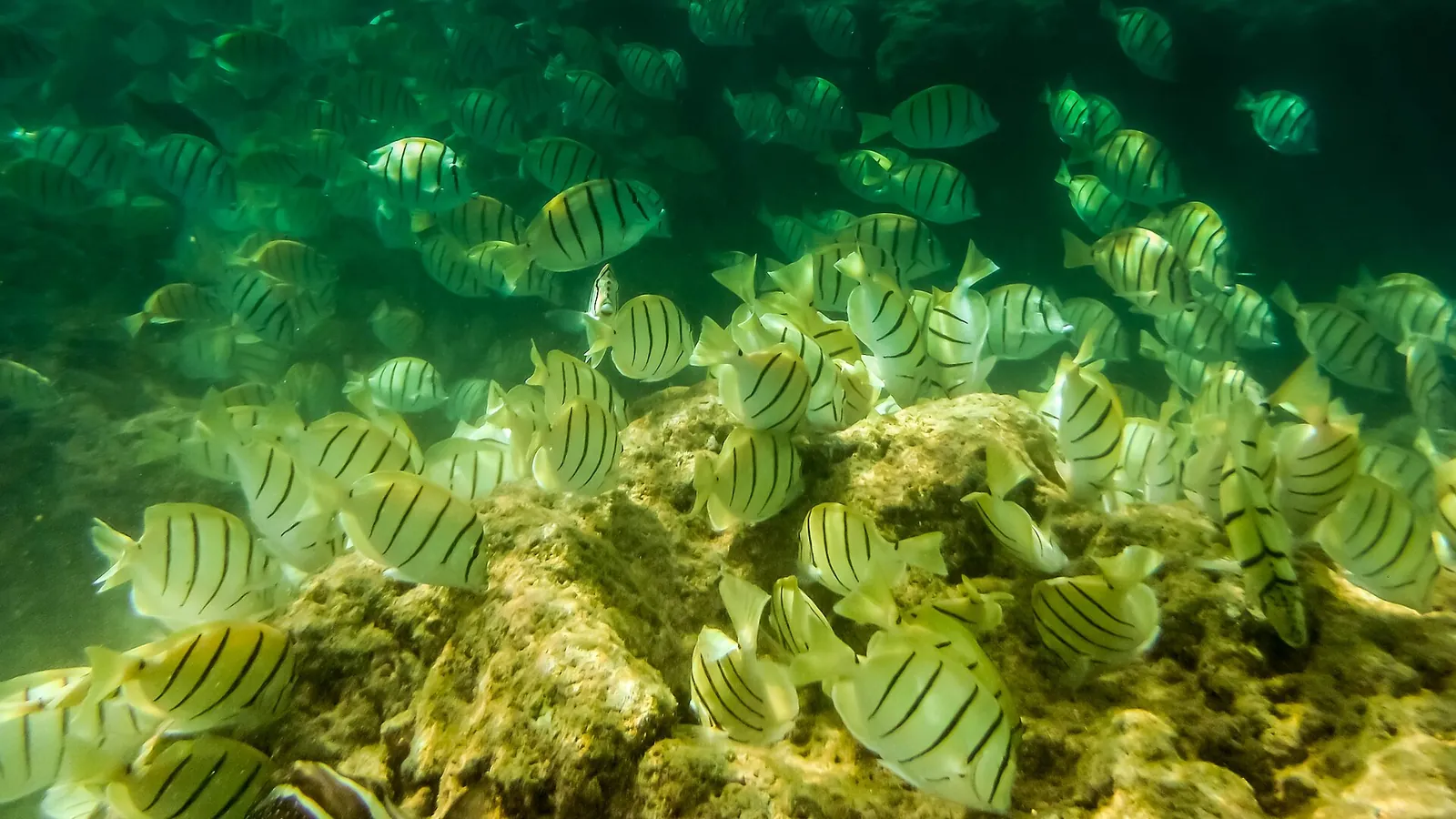 サンゴ礁の上を泳ぐ黄色い熱帯魚