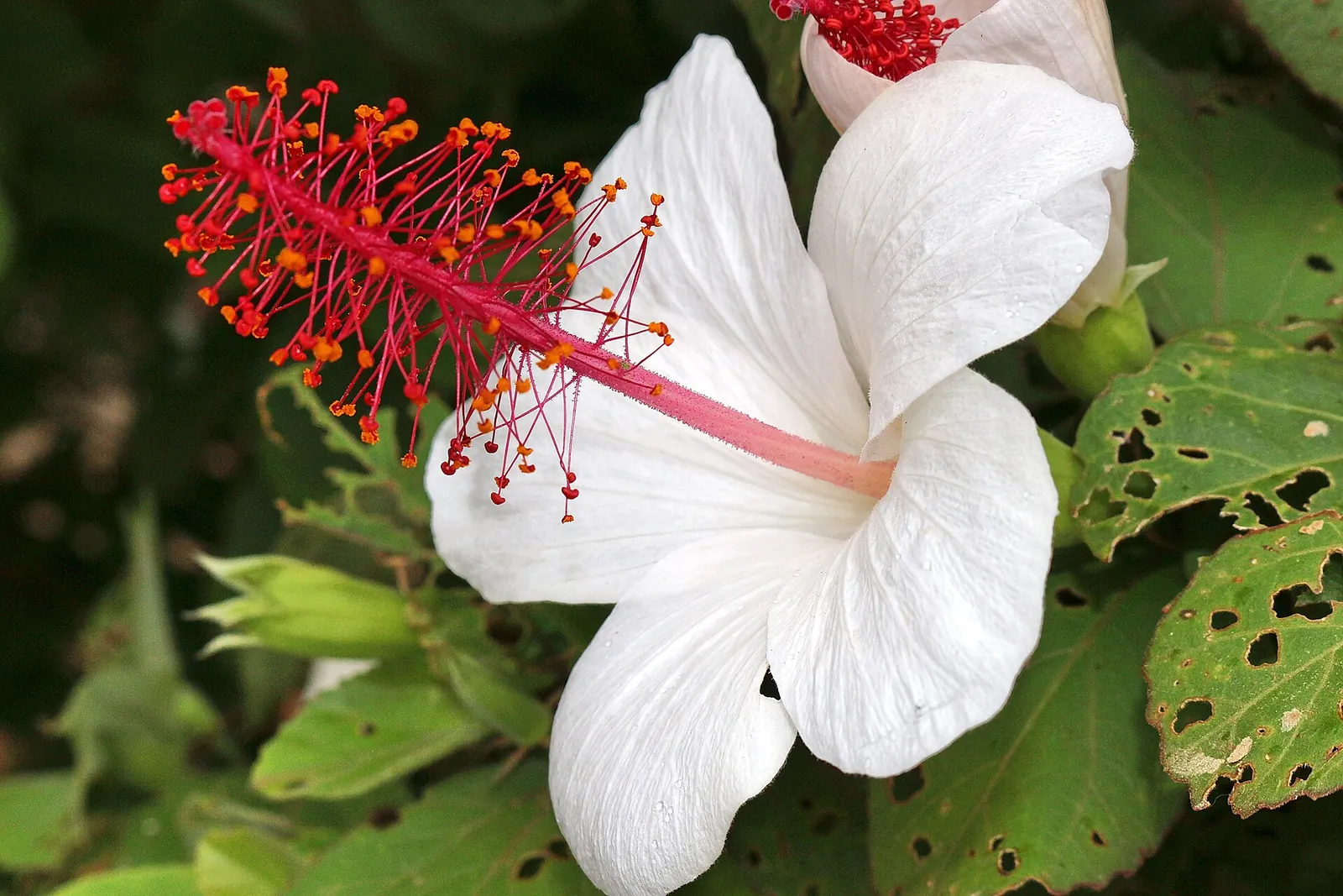 白いハイビスカスの花