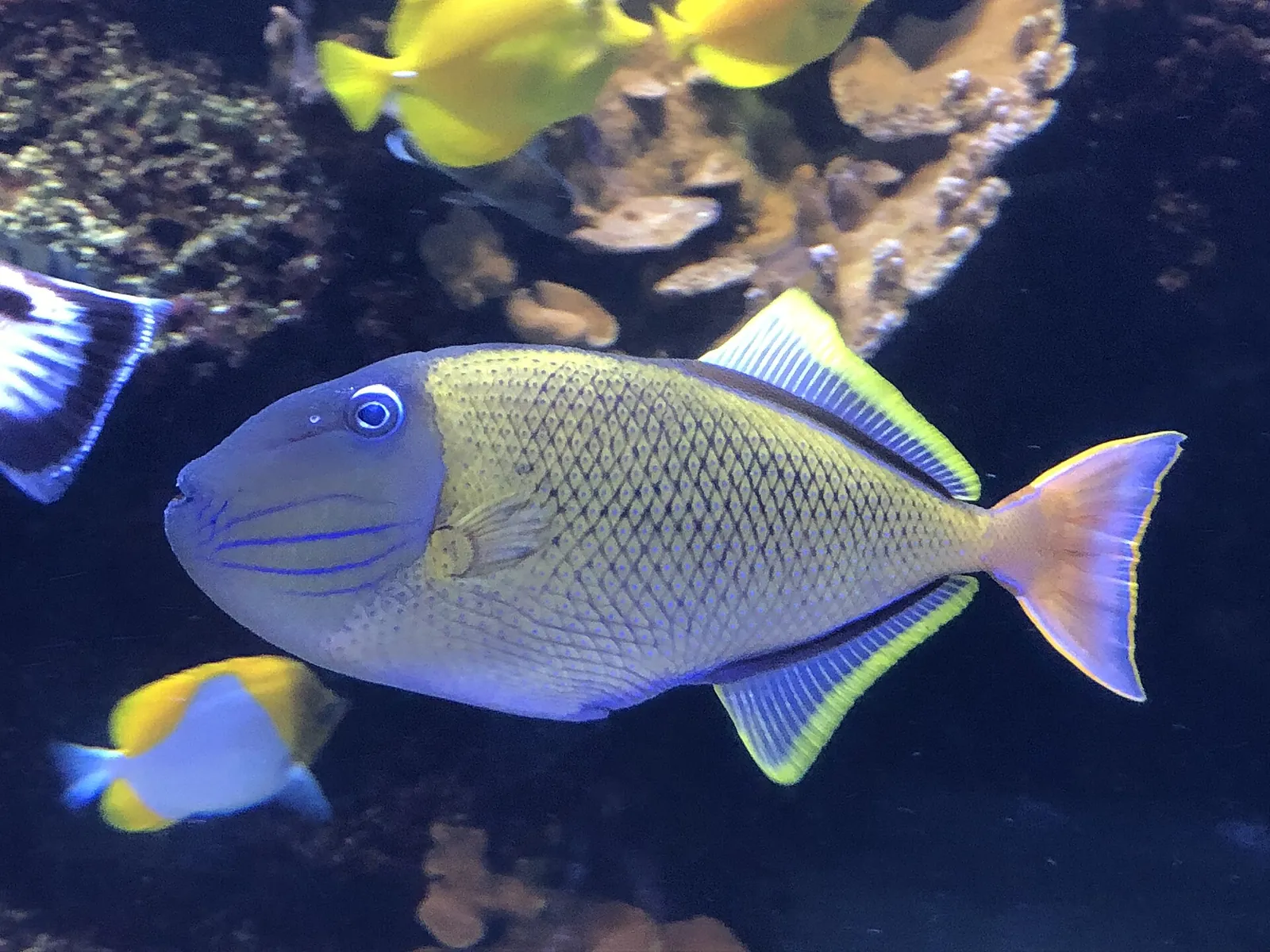 水槽を泳ぐカラフルなモンガラカワハギ
