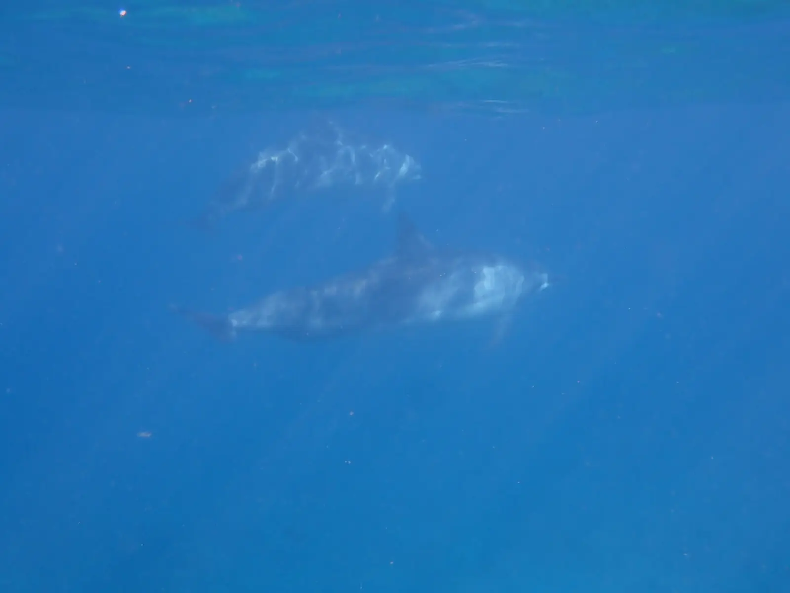ハワイ島の海を泳ぐハシナガイルカ